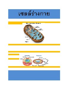 เซลล์ทั่วไป