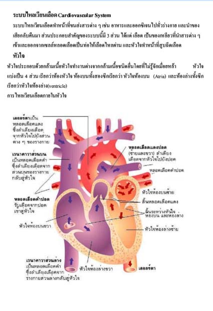 ระบบไหลเวียนเลือด