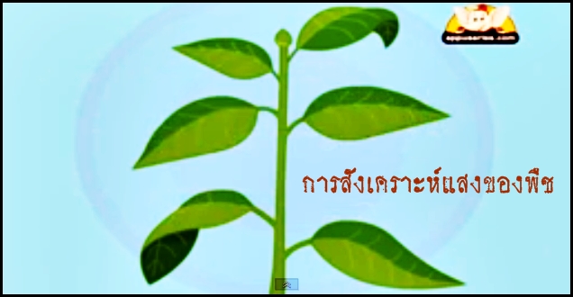 การสังเคราะห์แสงของพืช (English Version)