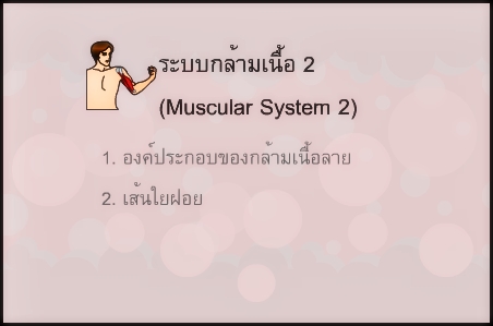 ระบบกล้ามเนื้อ 2