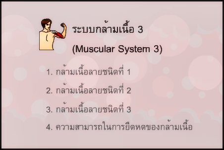 ระบบกล้ามเนื้อ 3