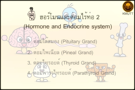 ฮอร์โมนและต่อมไร้ท่อ 2