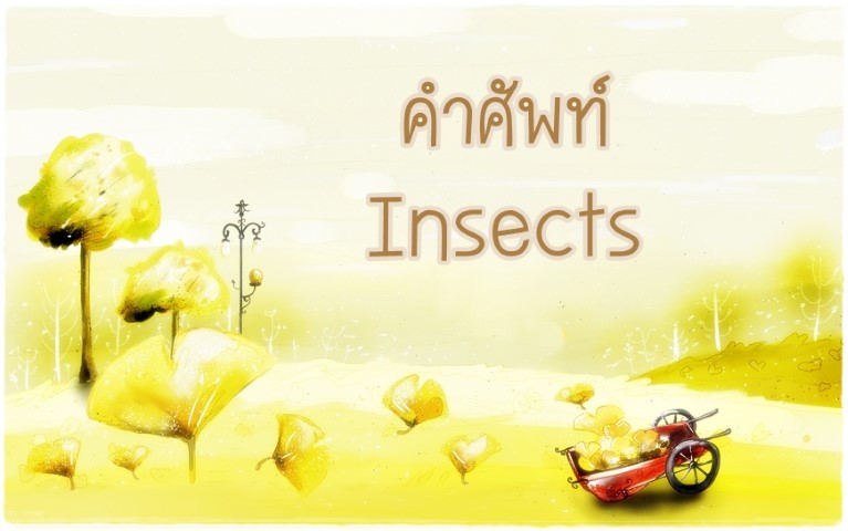 คำศัพท์: Insects