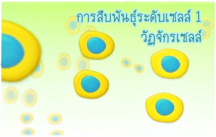 วิชาชีววิทยา - การสืบพันธุ์ระดับเซลล์ 1: วัฏจักรเซลล์