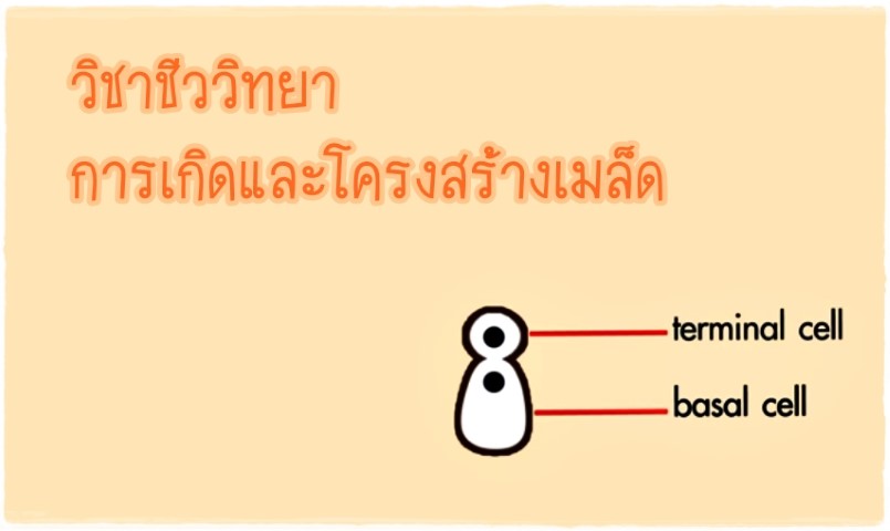 วิชาชีววิทยา - การเกิดและโครงสร้างเมล็ด