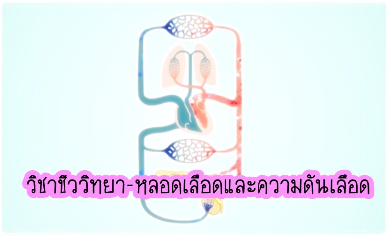 วิชาชีววิทยา - หลอดเลือดและความดันเลือด