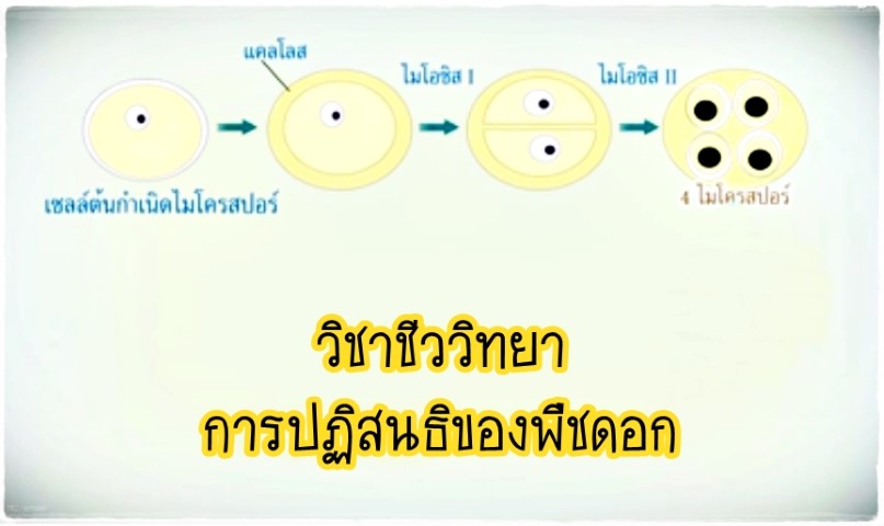 วิชาชีววิทยา - การปฏิสนธิของพืชดอก