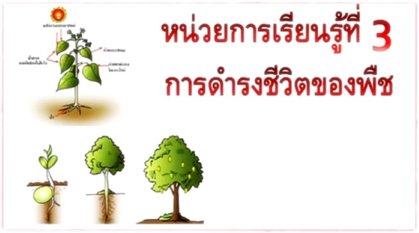 วิชาชีววิทยา - หน่วยที่ 3 การดำรงชีวิตของพืช ป.4