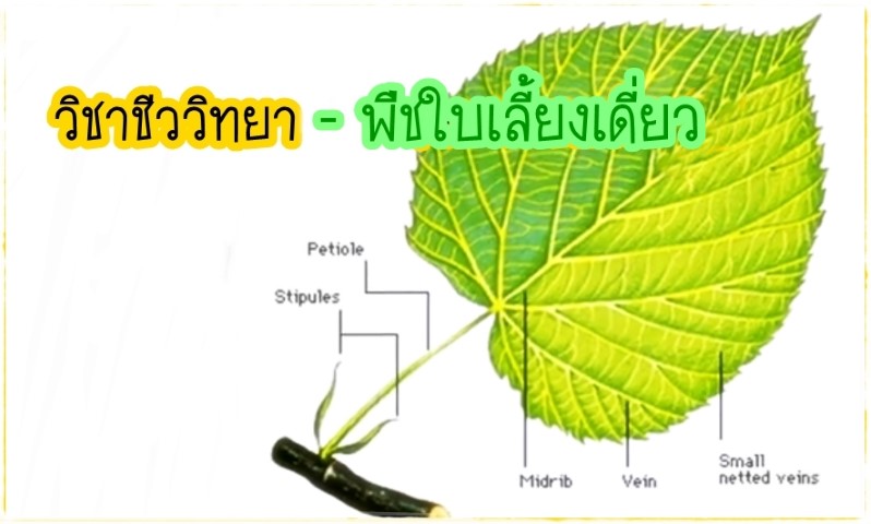 วิชาชีววิทยา - พืชใบเลี้ยงเดี่ยว ป.4