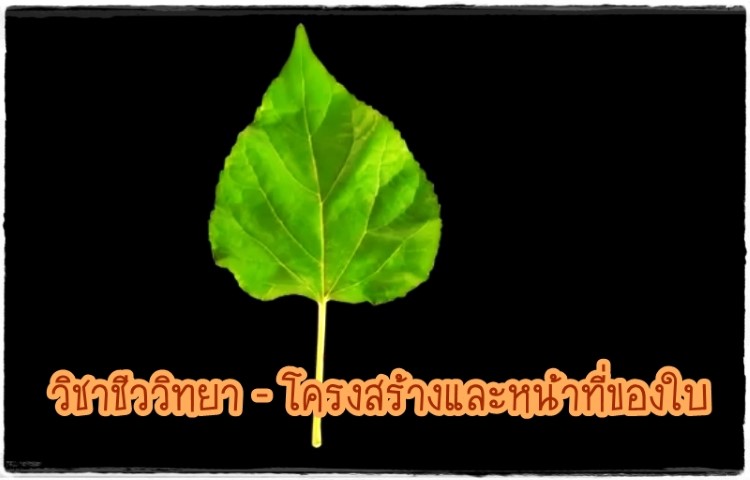 วิชาชีววิทยา - โครงสร้างและหน้าที่ของใบ