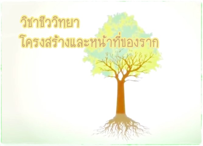 วิชาชีววิทยา - โครงสร้างและหน้าที่ของราก