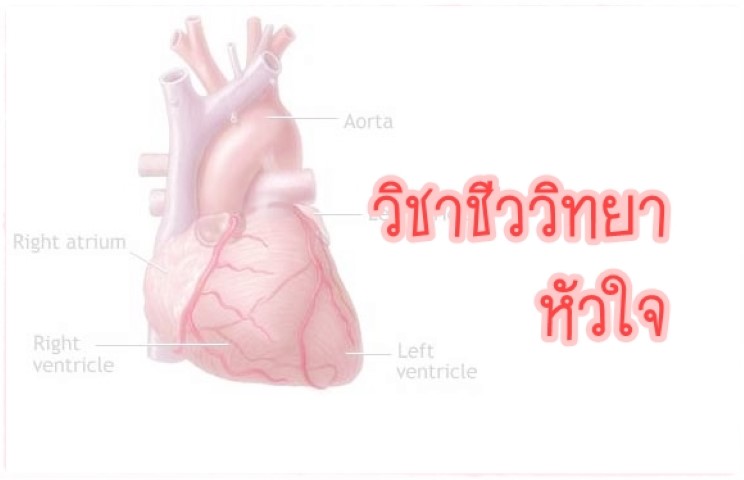 วิชาชีววิทยา - หัวใจ