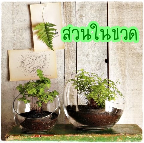 การจัดสวนในภาชนะ - สวนในขวด