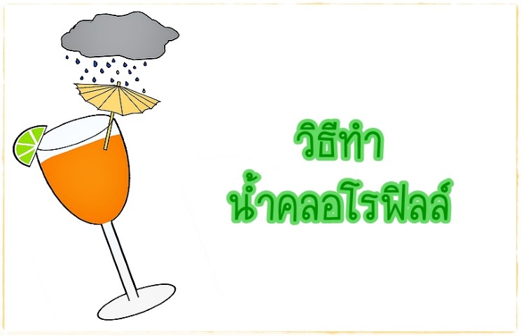 เครื่องดื่ม - วิธีทำน้ำคลอโรฟิลล์