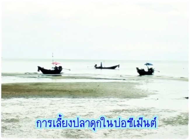 การเลี้ยงสัตว์ - การเลี้ยงปลาดุกในบ่อซีเม็นต์