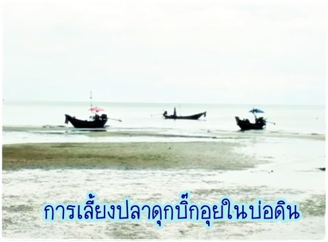 การเลี้ยงสัตว์ - การเลี้ยงปลาดุกบิ๊กอุยในบ่อดิน