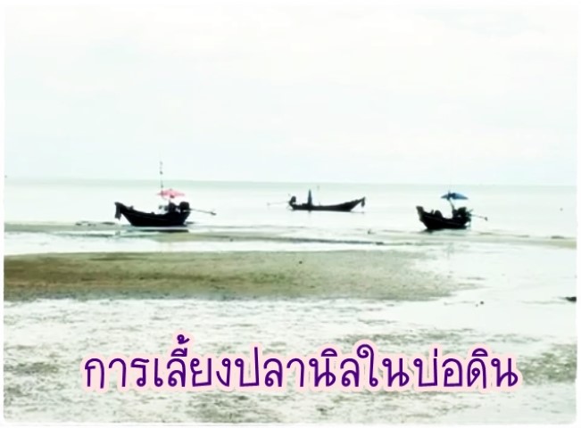 การเลี้ยงสัตว์ - การเลี้ยงปลานิลในบ่อดิน