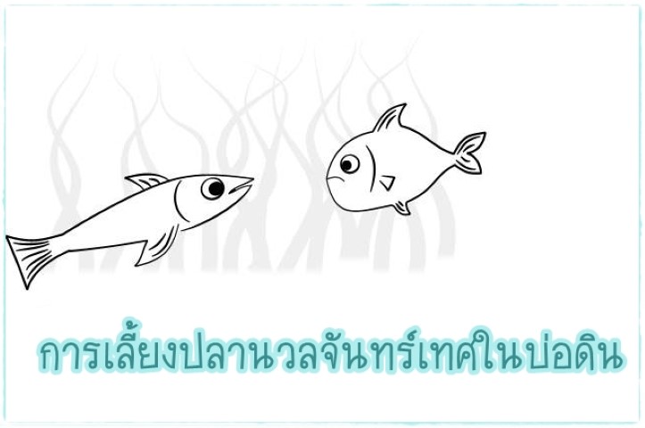 การเลี้ยงสัตว์ - การเลี้ยงปลานวลจันทร์เทศในบ่อดิน