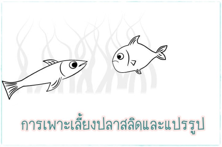 การเลี้ยงสัตว์ - การเพาะเลี้ยงปลาสลิดและแปรรูป