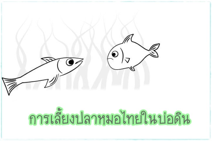 การเลี้ยงสัตว์ - การเลี้ยงปลาหมอไทยในบ่อดิน
