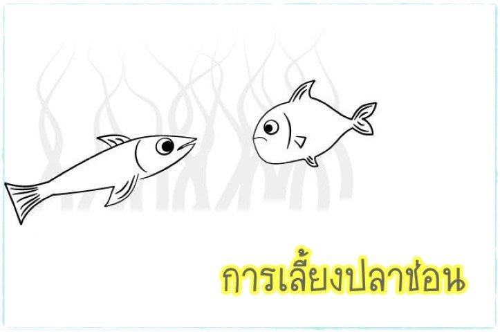 การเลี้ยงสัตว์ - การเลี้ยงปลาช่อน