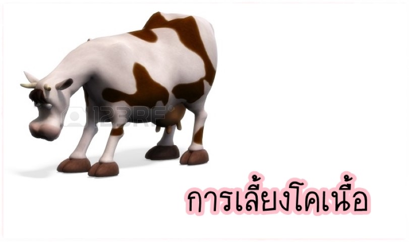 การเลี้ยงสัตว์ - การเลี้ยงโคเนื้อ